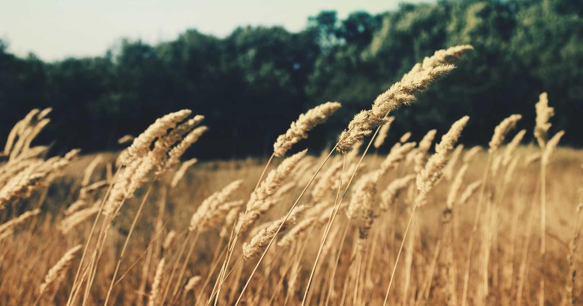 A woman looking at various natural skincare products displayed on a shelf, considering budget-friendly options under $30.