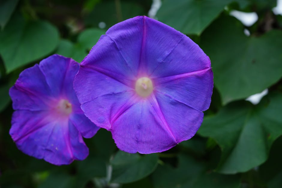 A beautifully landscaped backyard showcasing vibrant plants and design ideas for hiring a local landscaper.